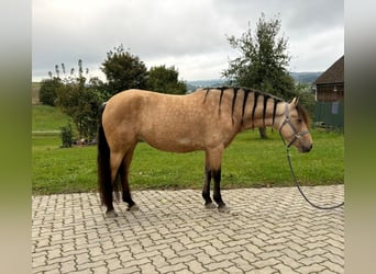 Kuc Connemara, Klacz, 6 lat, 157 cm, Bułana