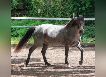 Kuc Connemara, Klacz, 7 lat, 145 cm, Jelenia