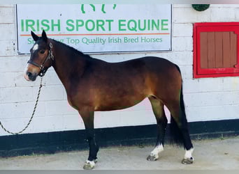Kuc Connemara, Klacz, 7 lat, 146 cm, Gniada