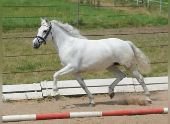 Kuc Connemara, Klacz, 7 lat, 146 cm, Siwa
