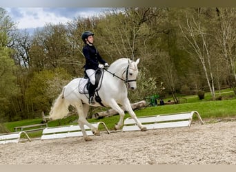 Kuc Connemara, Klacz, 7 lat, 146 cm, Siwa