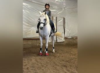 Kuc Connemara, Klacz, 7 lat, 146 cm, Siwa