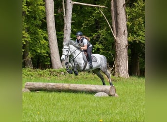 Kuc Connemara, Klacz, 7 lat, 148 cm, Siwa