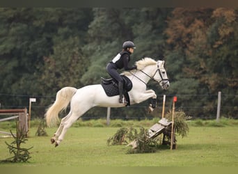 Kuc Connemara, Klacz, 8 lat, 148 cm, Siwa