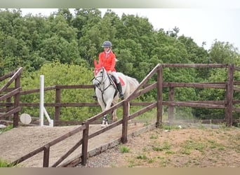 Kuc Connemara, Klacz, 8 lat, 148 cm, Siwa
