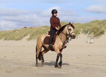Kuc Connemara, Klacz, 8 lat, 154 cm, Bułana