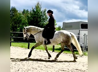 Kuc Connemara, Klacz, 8 lat, 154 cm, Stalowosiwy
