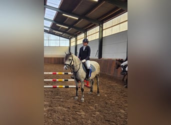 Kuc Connemara Mix, Klacz, 9 lat, 136 cm, Siwa