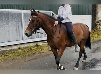 Kuc Connemara, Klacz, 9 lat, 143 cm, Gniada