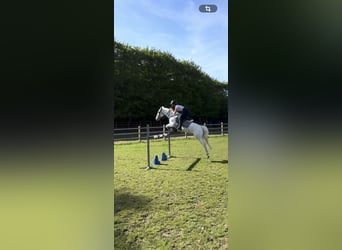 Kuc Connemara, Klacz, 9 lat, 146 cm, Biała