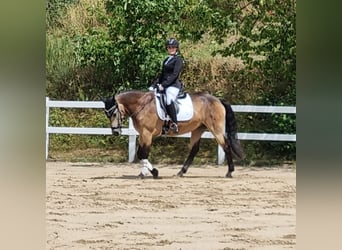 Kuc Connemara, Klacz, 9 lat, 152 cm, Bułana