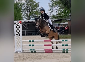 Kuc Connemara, Klacz, 9 lat, 152 cm, Bułana