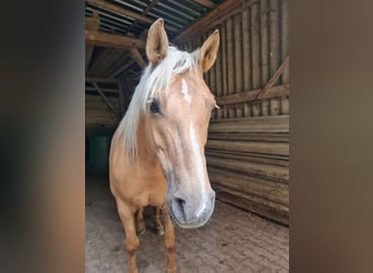 Kuc Connemara Mix, Klacz, 9 lat, 155 cm, Izabelowata