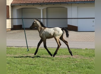 Kuc Connemara, Klacz, , 145 cm, Formy Brown Falb