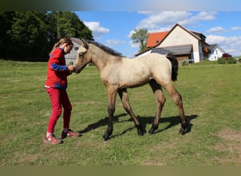 Kuc Connemara, Klacz, , 145 cm, Formy Brown Falb