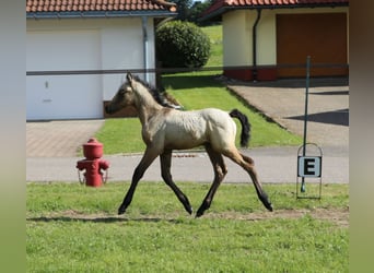 Kuc Connemara, Klacz, , 145 cm, Formy Brown Falb