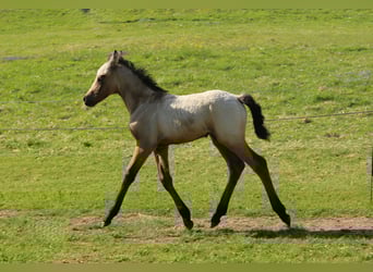 Kuc Connemara, Klacz, , 145 cm, Formy Brown Falb