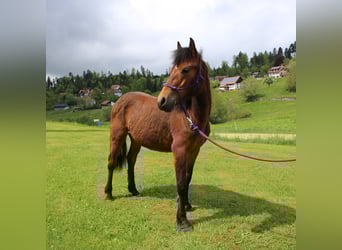 Kuc Connemara, Ogier, 1 Rok, 145 cm, Gniada