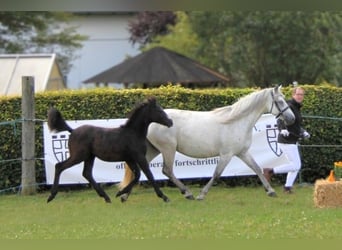 Kuc Connemara, Ogier, 1 Rok, 145 cm, Siwa