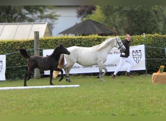 Kuc Connemara, Ogier, 1 Rok, 145 cm, Siwa