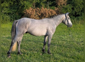 Kuc Connemara, Ogier, 3 lat, 143 cm, Siwa
