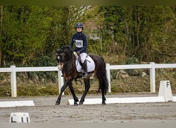 Kuc Connemara, Ogier, 5 lat, 147 cm, Gniada