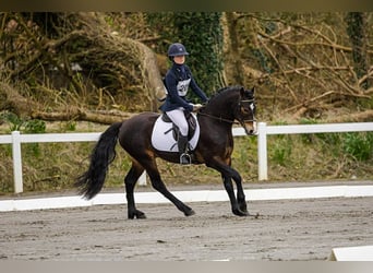 Kuc Connemara, Ogier, 5 lat, 147 cm, Gniada