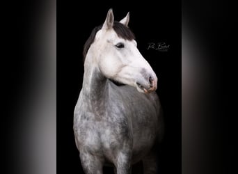 Kuc Connemara Mix, Ogier, 5 lat, 153 cm, Siwa jabłkowita