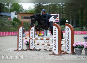 Kuc Connemara, Ogier, 5 lat, Kara