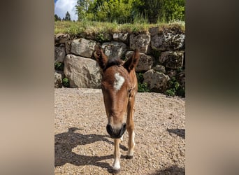 Kuc Connemara, Ogier, , 145 cm, Gniada