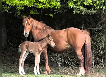 Kuc Connemara, Ogier, , 145 cm, Gniada