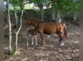 Kuc Connemara, Ogier, , 145 cm, Gniada