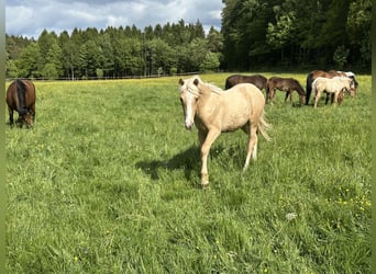 Kuc Connemara Mix, Ogier, Źrebak (03/2026), 148 cm, Izabelowata