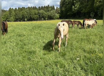 Kuc Connemara Mix, Ogier, Źrebak (03/2026), 148 cm, Izabelowata