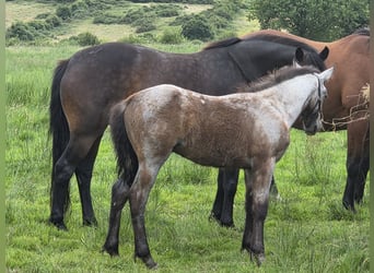 Kuc Connemara, Ogier, Źrebak (05/2026), 148 cm, Siwa