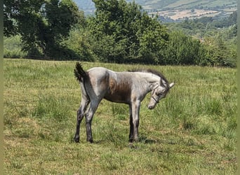 Kuc Connemara, Ogier, Źrebak (05/2026), 148 cm, Siwa