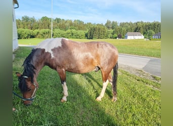 Kuc Connemara Mix, Wałach, 10 lat, 138 cm, Srokata