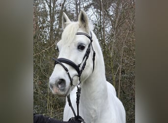 Kuc Connemara Mix, Wałach, 10 lat, 149 cm, Siwa