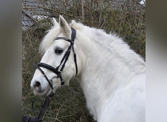 Kuc Connemara Mix, Wałach, 10 lat, 149 cm, Siwa