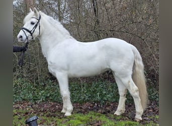 Kuc Connemara Mix, Wałach, 10 lat, 149 cm, Siwa