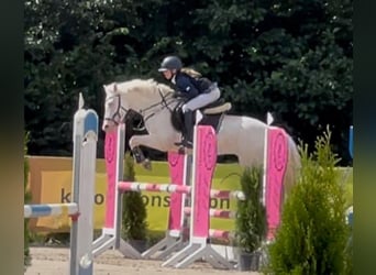 Kuc Connemara, Wałach, 11 lat, 147 cm, Cremello