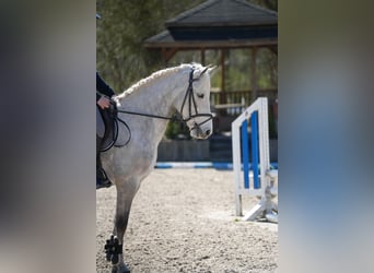 Kuc Connemara, Wałach, 11 lat, 148 cm, Siwa