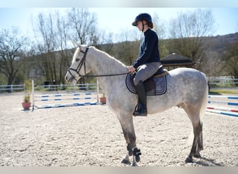 Kuc Connemara, Wałach, 11 lat, 148 cm, Siwa