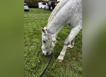 Kuc Connemara Mix, Wałach, 12 lat, 134 cm, Siwa