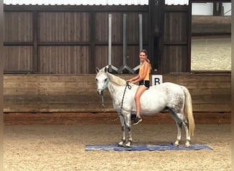 Kuc Connemara, Wałach, 14 lat, 143 cm, Siwa jabłkowita