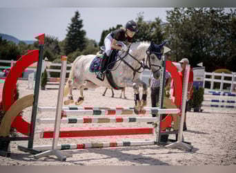 Kuc Connemara, Wałach, 14 lat, 143 cm, Siwa jabłkowita