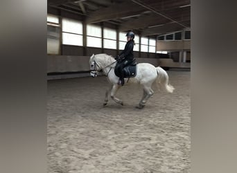 Kuc Connemara, Wałach, 16 lat, 142 cm, Siwa