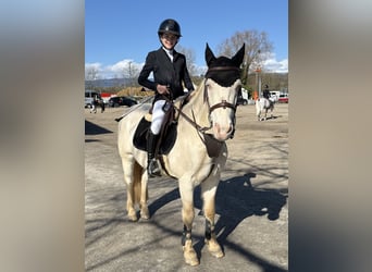 Kuc Connemara, Wałach, 19 lat, 140 cm, Cremello