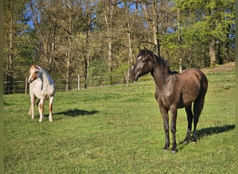Kuc Connemara, Wałach, 1 Rok, 148 cm, Bułana