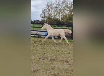 Kuc Connemara, Wałach, 1 Rok, 148 cm, Cremello